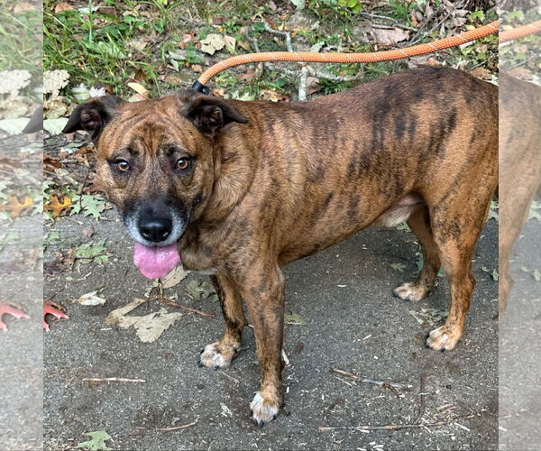 Medium Photo #4 Mountain Cur Puppy For Sale in Frenchburg, KY, USA