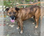 Small #3 Mountain Cur