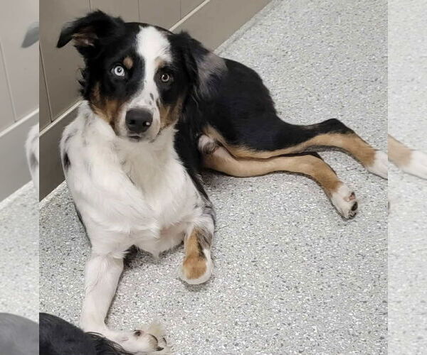 Medium Photo #8 Australian Shepherd Puppy For Sale in Highland, IL, USA