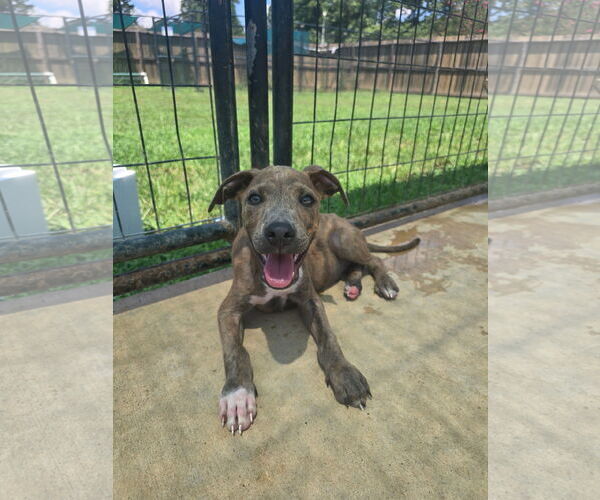 Medium Photo #1 Labrador Retriever-Unknown Mix Puppy For Sale in The Woodlands, TX, USA