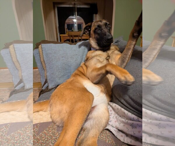 Medium Photo #4 German Shepherd Dog-Unknown Mix Puppy For Sale in Sebec, ME, USA