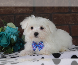 Maltese Puppy for sale in SHILOH, OH, USA