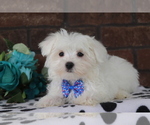 Small Photo #1 Maltese Puppy For Sale in SHILOH, OH, USA