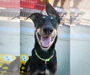 Doberman Pinscher-German Shepherd Dog Mix Dogs for adoption in Sacramento, CA, USA