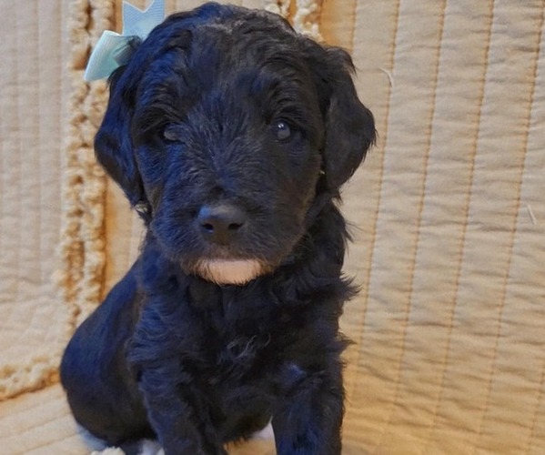Medium Photo #1 Bernedoodle (Miniature) Puppy For Sale in ELKHART, IA, USA