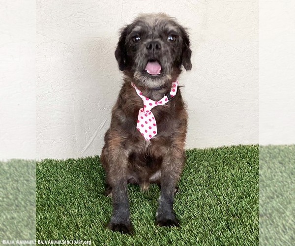 Medium Photo #4 Pug-A-Poo Puppy For Sale in San Diego, CA, USA
