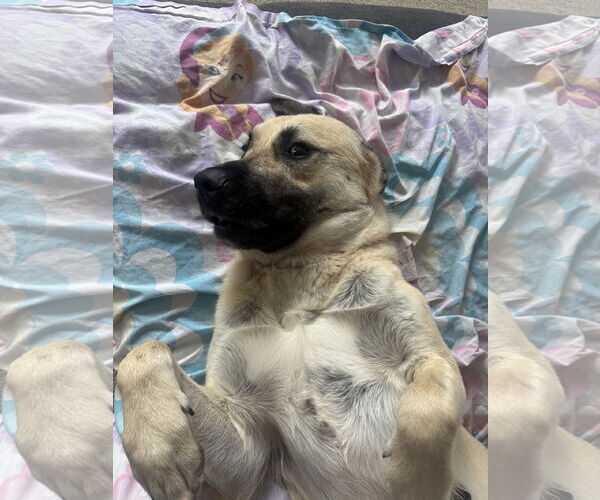 Medium Photo #2 Anatolian Shepherd-Unknown Mix Puppy For Sale in Plainfield, IL, USA