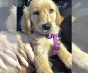 Golden Retriever Puppy for Sale in ATLANTA, Texas USA