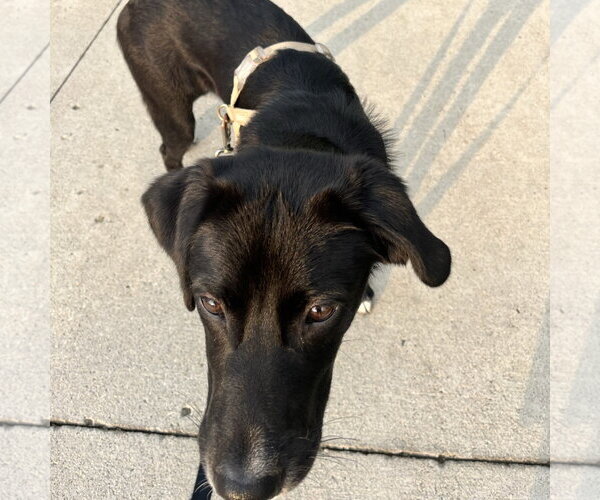 Medium Photo #5 Labrador Retriever-Unknown Mix Puppy For Sale in Fargo, ND, USA