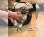 Small Photo #3 Shih Tzu Puppy For Sale in SCOTTSDALE, AZ, USA