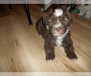 Havanese Puppy for sale in WEST CONCORD, MN, USA