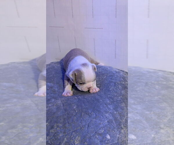 Medium Photo #13 Boston Terrier Puppy For Sale in ROCHESTER, NH, USA