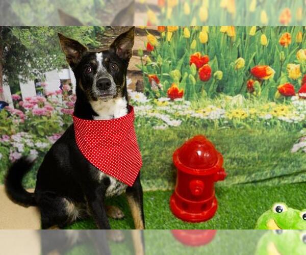 Medium Photo #2 Texas Heeler-Unknown Mix Puppy For Sale in Placerville, CA, USA