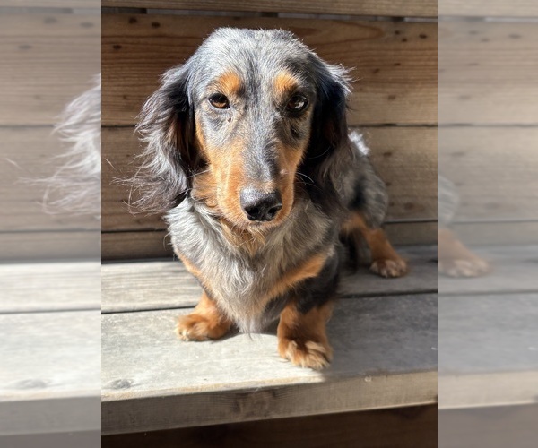Medium Photo #1 Dachshund Puppy For Sale in MADERA, CA, USA