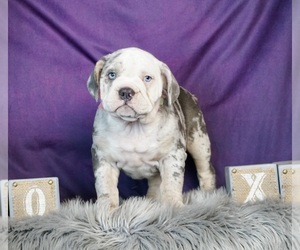 Olde English Bulldogge Puppy for sale in WARSAW, IN, USA