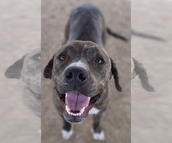 Medium Photo #52 American Pit Bull Terrier-Mountain Cur Mix Puppy For Sale in Rockaway, NJ, USA
