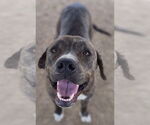 Small #51 American Pit Bull Terrier-Mountain Cur Mix