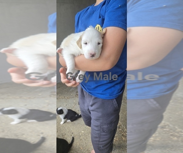 Medium Photo #4 English Shepherd Puppy For Sale in NEW CASTLE, IN, USA