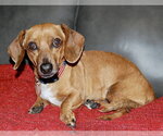 Small #6 Dachshund