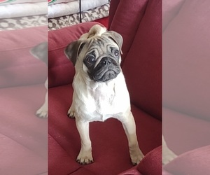 Pug Puppy for sale in SILVER SPRINGS, NV, USA