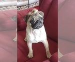 Small Pug