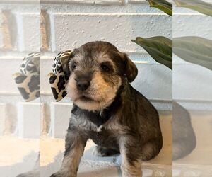 Schnauzer (Miniature) Puppy for sale in BROKEN ARROW, OK, USA