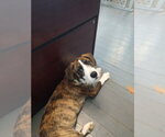 Small #12 Boxer Mix