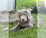 Puppy Juniper Labrador Retriever