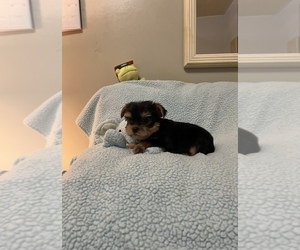 Yorkshire Terrier Puppy for sale in BENSON, NC, USA
