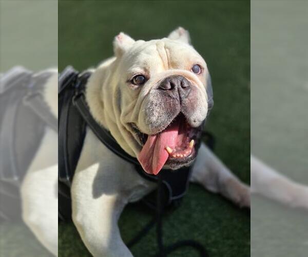 Medium Photo #2 Bulldog Puppy For Sale in Woodland, CA, USA