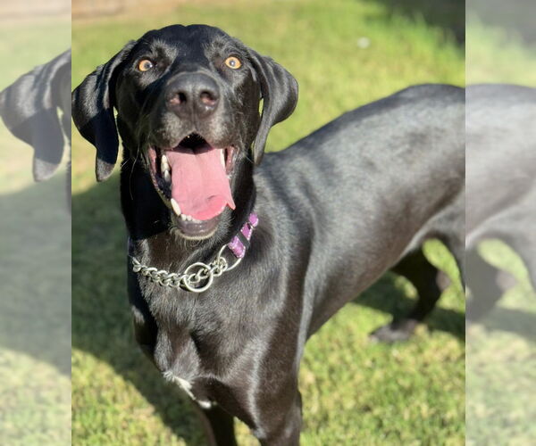 Medium Photo #2 Labmaraner Puppy For Sale in Great Bend, KS, USA