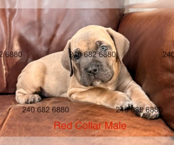 Medium Photo #1 Cane Corso Puppy For Sale in LA PLATA, MD, USA