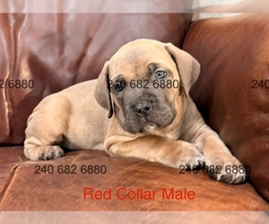 Medium Cane Corso