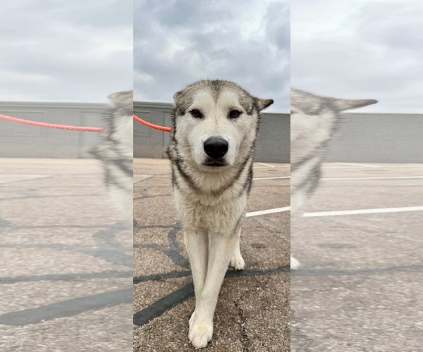 Medium Photo #2 Siberian Husky-Unknown Mix Puppy For Sale in Germantown, OH, USA