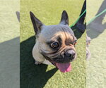 Small #2 French Bulldog