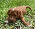 Puppy Pom Pom Goldendoodle