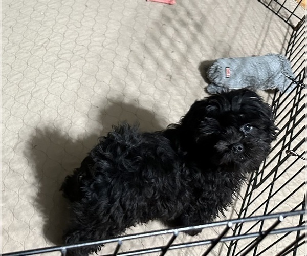 Medium Photo #3 ShihPoo Puppy For Sale in GLOUCESTER, VA, USA