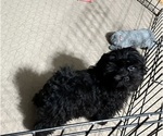 Small #2 ShihPoo