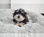 Small Photo #2 Morkie Puppy For Sale in LOS ANGELES, CA, USA