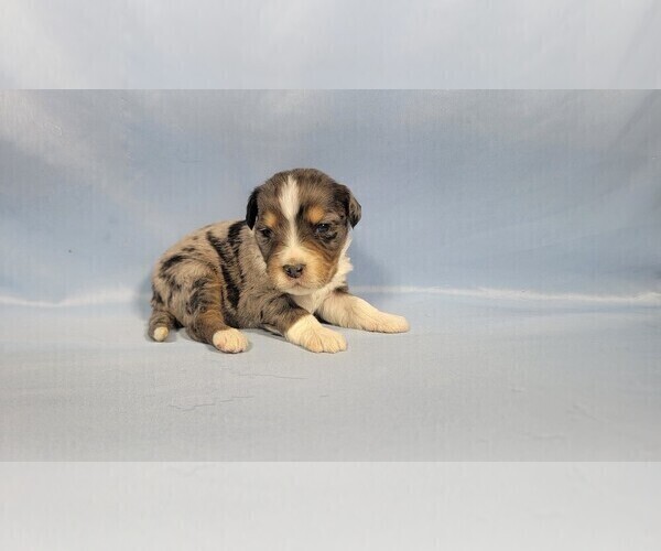 Medium Photo #3 Bernedoodle (Miniature) Puppy For Sale in BLACK FOREST, CO, USA