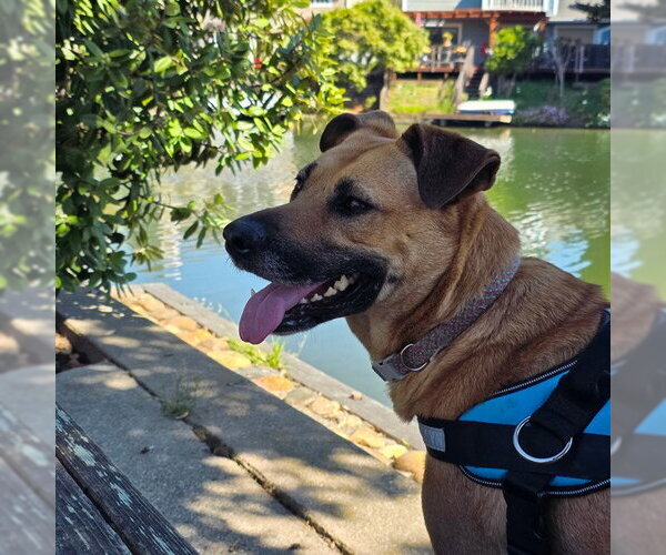 Medium Photo #7 German Shepherd Dog Puppy For Sale in Alameda, CA, USA