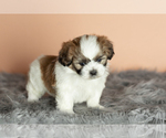 Small Photo #9 Zuchon Puppy For Sale in WOLCOTTVILLE, IN, USA