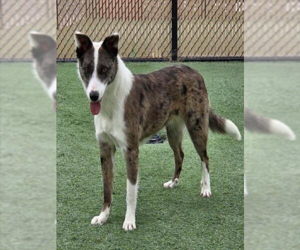 Medium Photo #1 Australian Shepherd Puppy For Sale in Norco, CA, USA