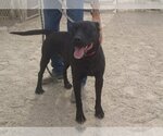 Small American Staffordshire Terrier Mix