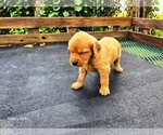 Small #2 Golden Retriever