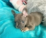 Small French Bulldog