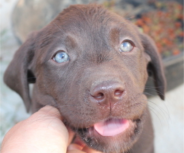 Medium Photo #1 Labrador Retriever Puppy For Sale in MANSFIELD, MO, USA