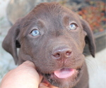 Small Photo #1 Labrador Retriever Puppy For Sale in MANSFIELD, MO, USA