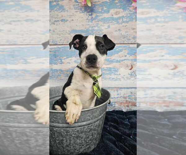 Medium Photo #10 American Bulldog-Unknown Mix Puppy For Sale in Lakewood, CO, USA