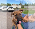 Small #1 Mutt